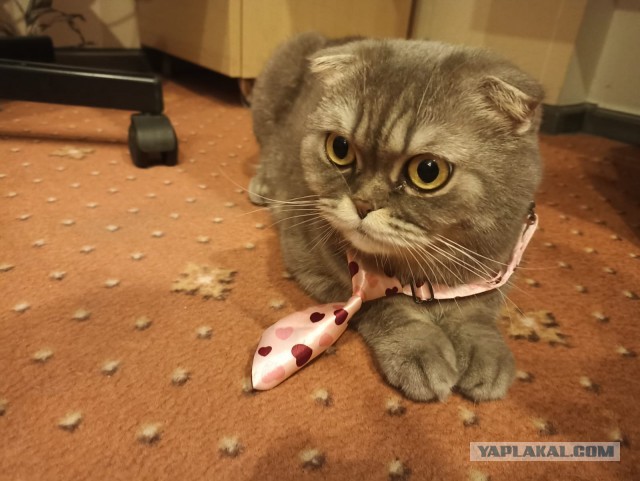 Ищу мужика для создания семьи