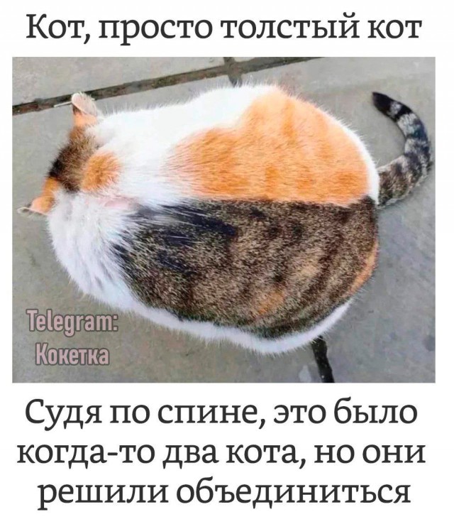 Котовторник в картинках