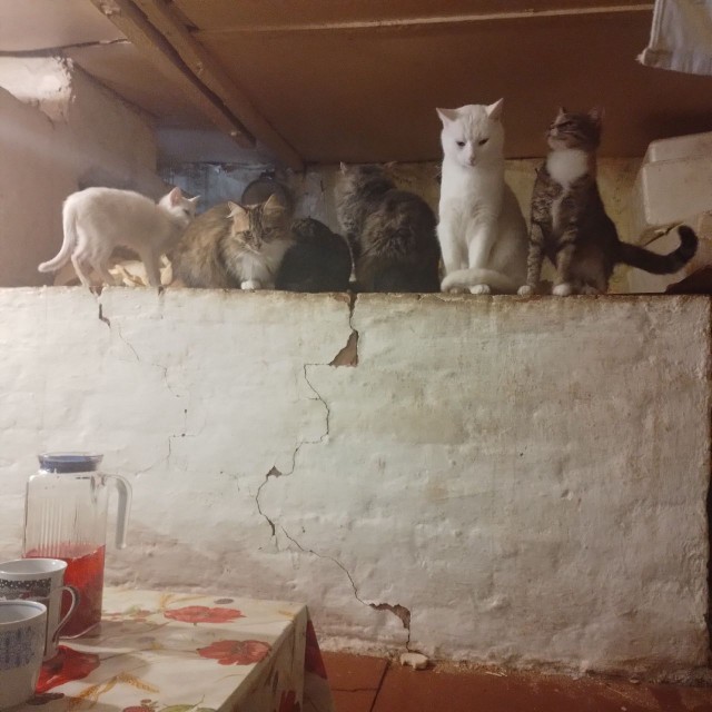 Коты деревенской породы