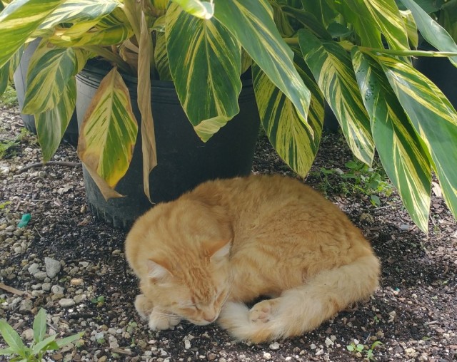 Мой ботанический сад с котами
