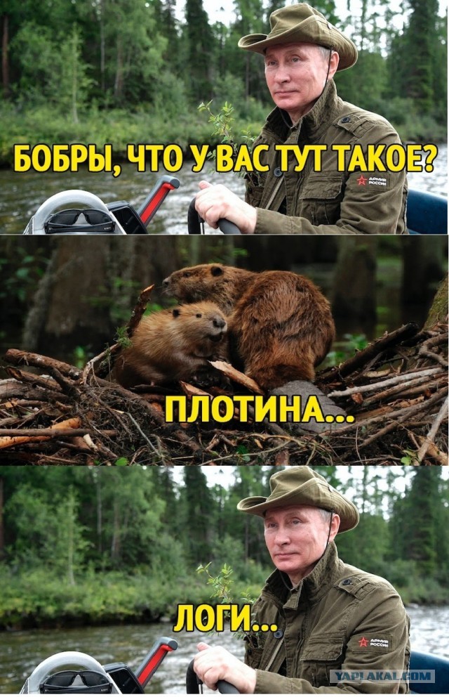 Обзор бобра