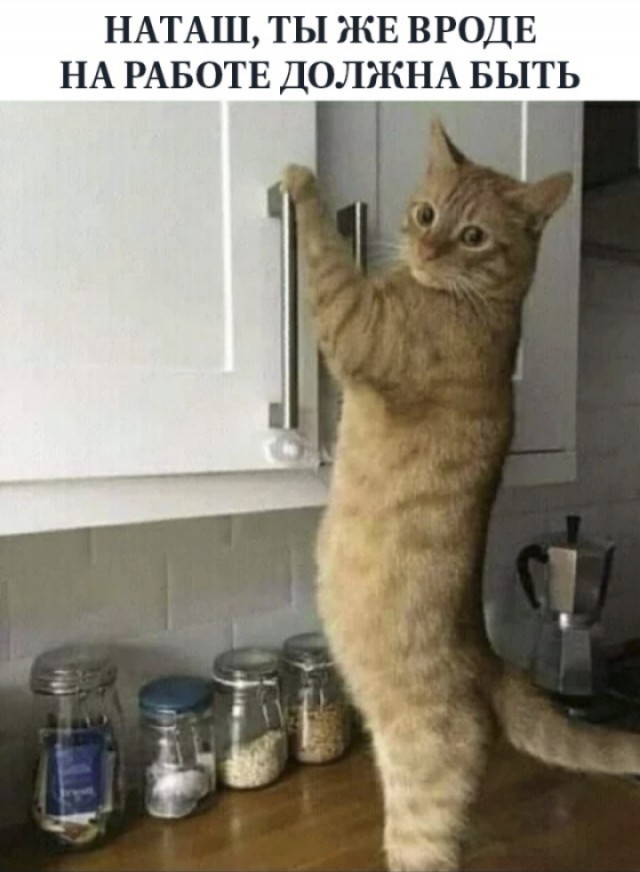 К котовторнику: подборка картинок-баянов с котиками и про котиков. Выпуск 2.