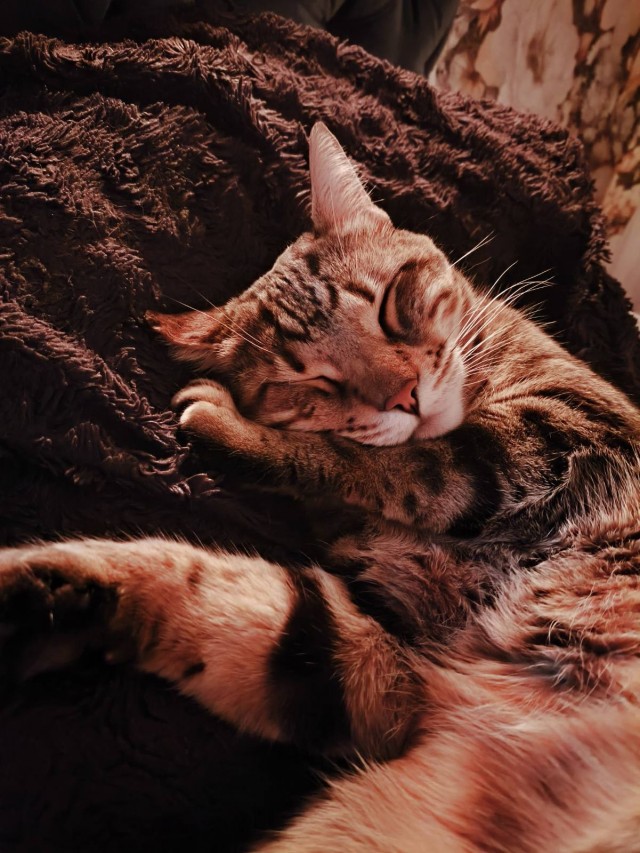 А где котики, сегодня же вторник!