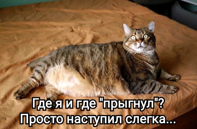 Кот прыгнул на ноутбук