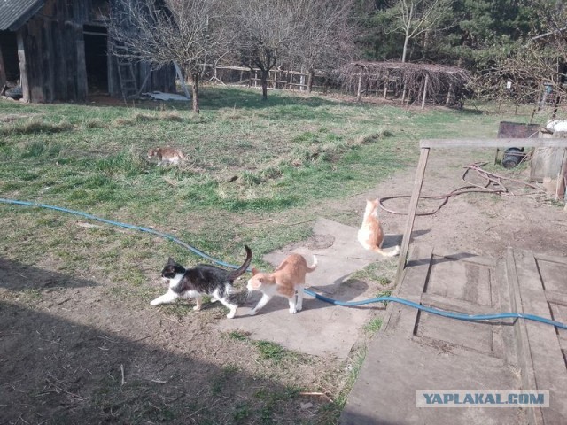 Жизнь домашнего приюта для котеек 539