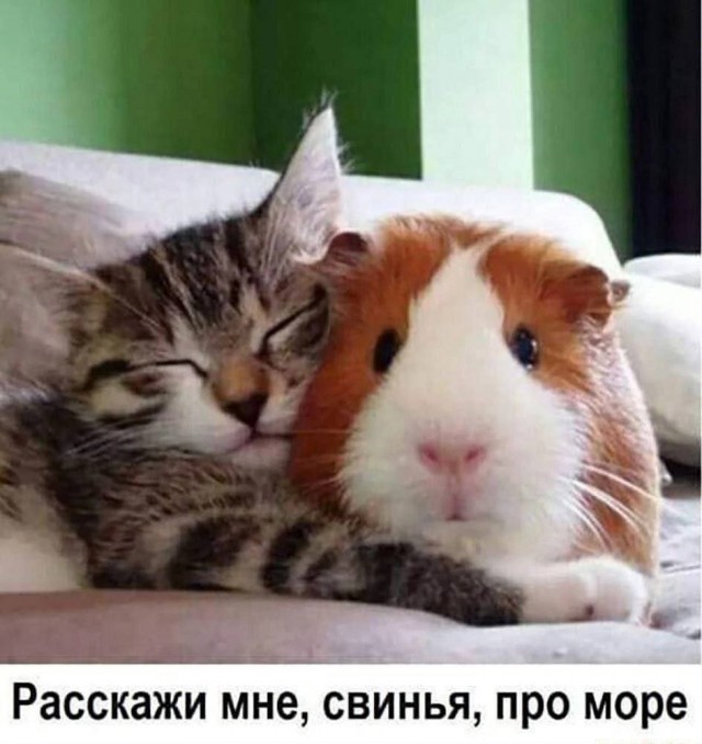 Веселые картинки в понедельник (04.08)