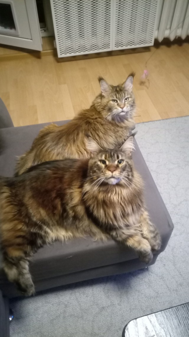 Кот мейн-кун, о котором не заботились