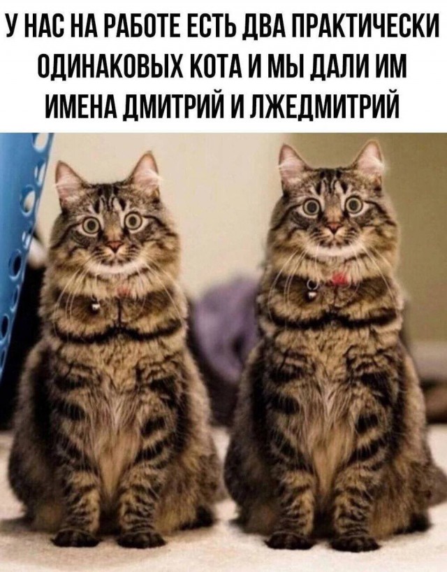 Кошачьи звезды вэбкама