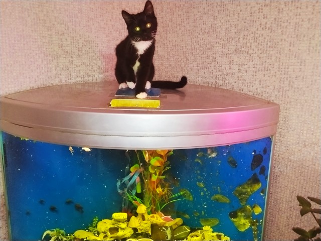 К котовторнику готов !