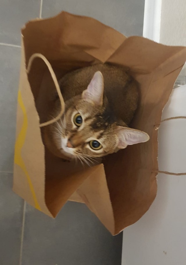 Котовторник 24.02