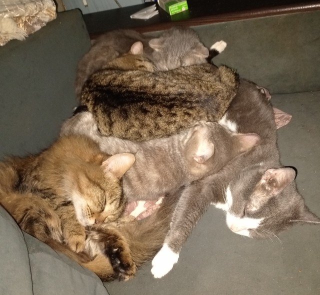 Котовторник же!