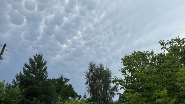 Мамматусы