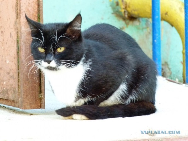 Котовторник   27.08.2013