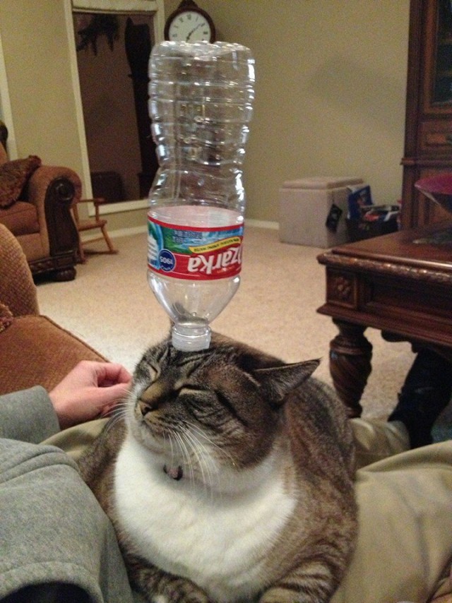 Котовторник  28.01.14