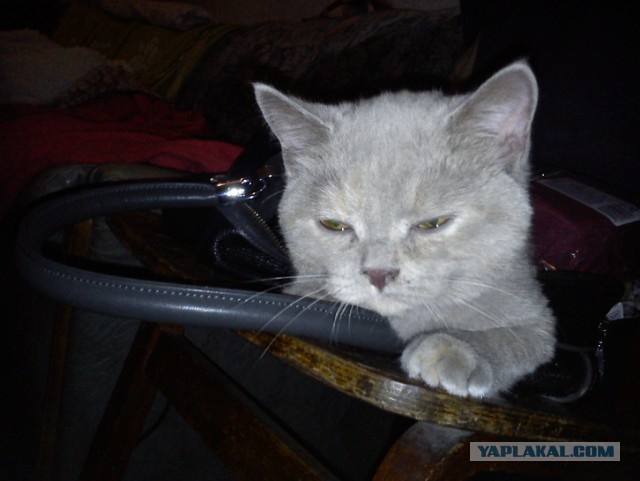 Котовторник 25.02.2014