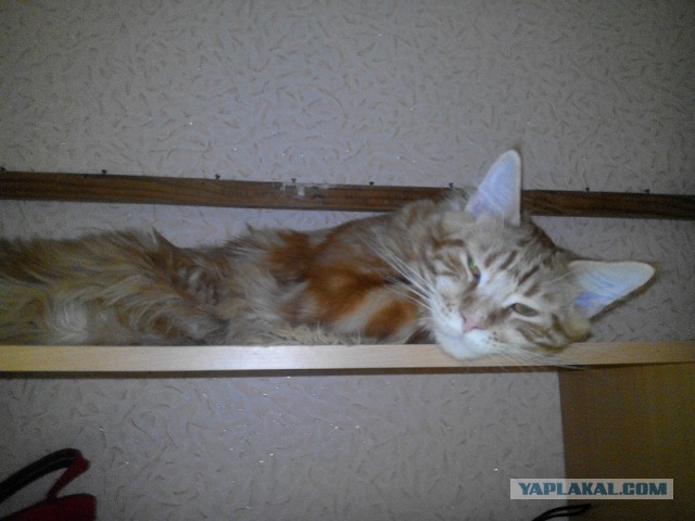 Котовторник 01.04.2014