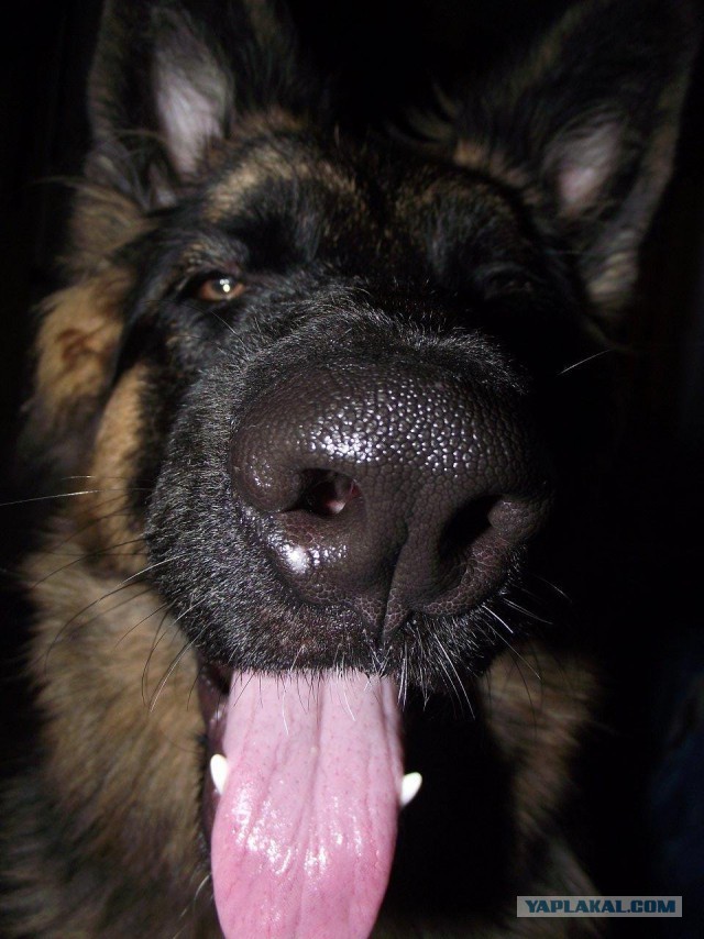 Мой собакен! Овчароид!