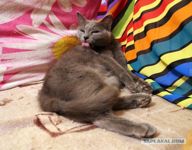 Котовторник 12.08.2014