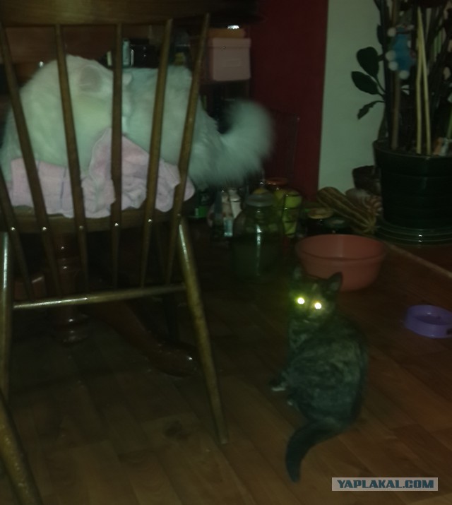 Котовторник 28.10.2014
