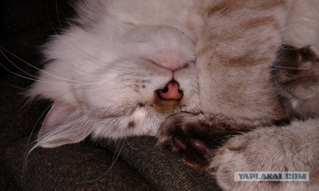 Котовторник 28.10.2014