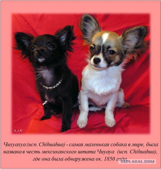 20 фактов обо всем