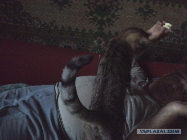 Котовторник 16.06.2015., Котовторник наступил!