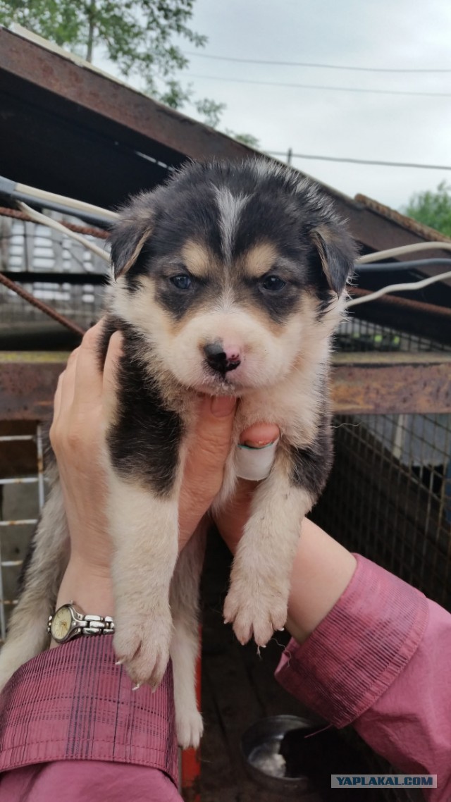 Собакочетверг