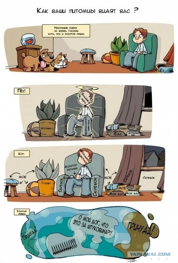 Как питомцы видят вас?