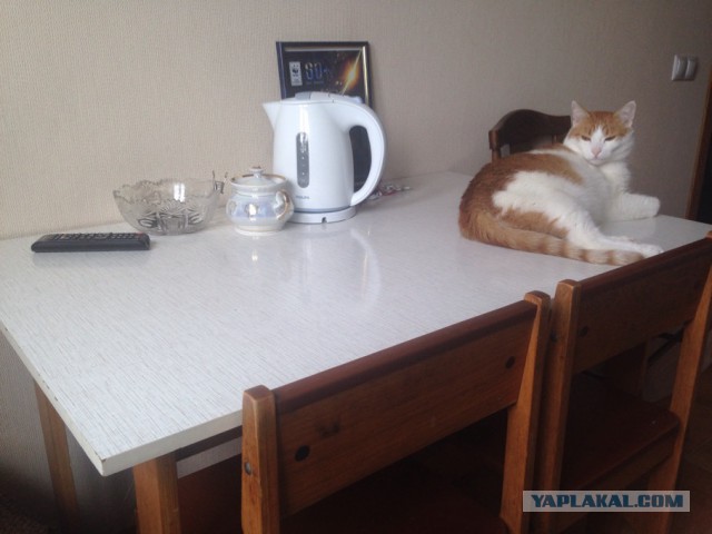 Котовторник наступил!:)
