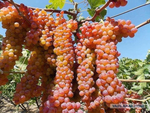 А на какую букву ты?