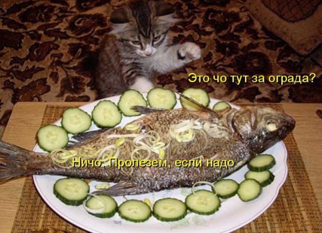 Котовторник  10.11.2015