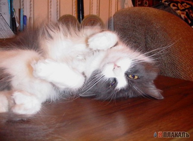 Коты, кошки, котята
