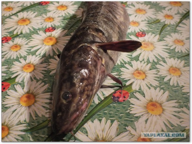 Налим Никодим