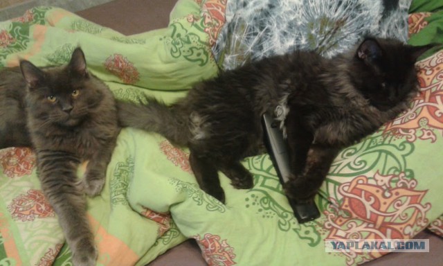 Виски с Колой