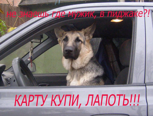 Собакены «с человеческим лицом» :)