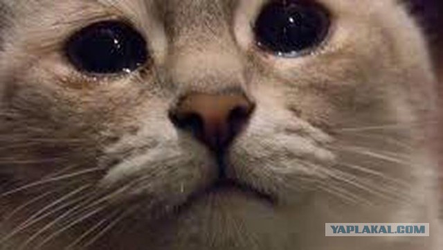 Электрошашлык party