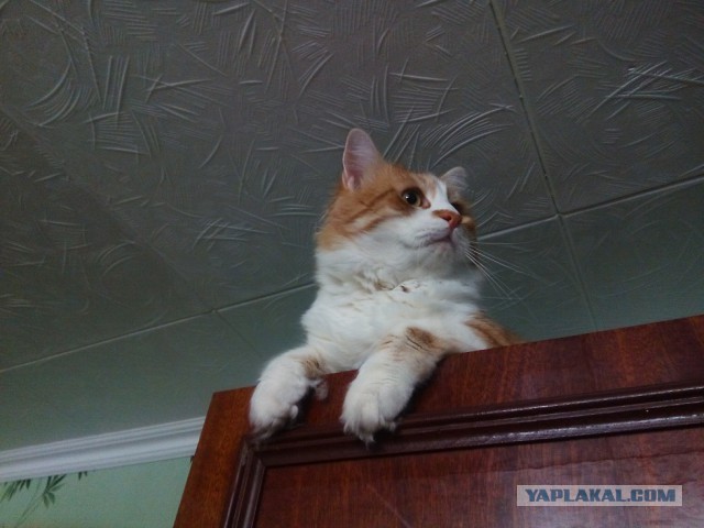 Кото-вторник 24 Мая 2016го :)