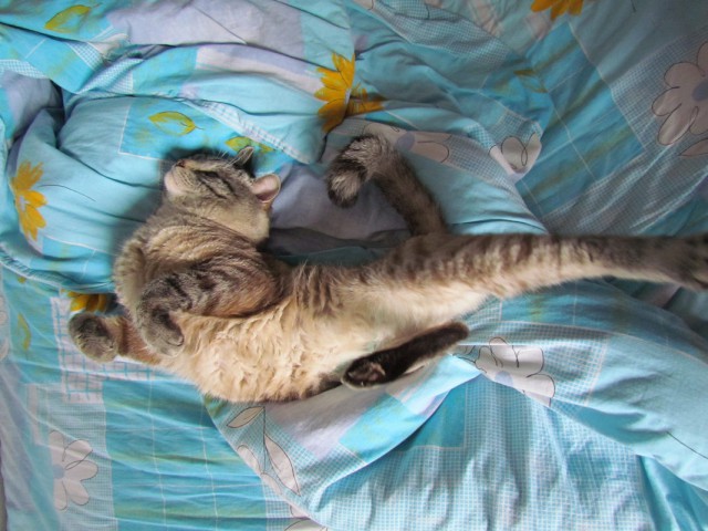 Котовторник 19.07.2016