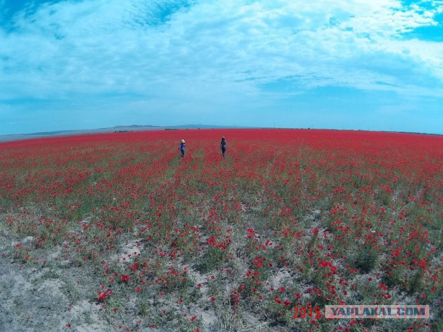 Степи Казахстана
