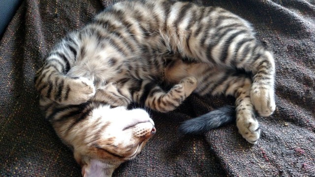 Котовторник. Алиса. Одно из лучших творений природы.