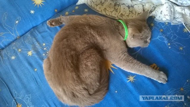Котовторник 27.09.16