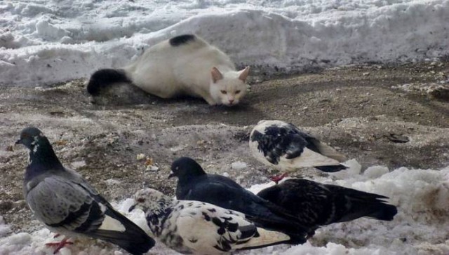 Коты из сети