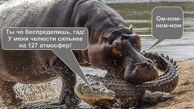 10 животных с самыми мощными укусами