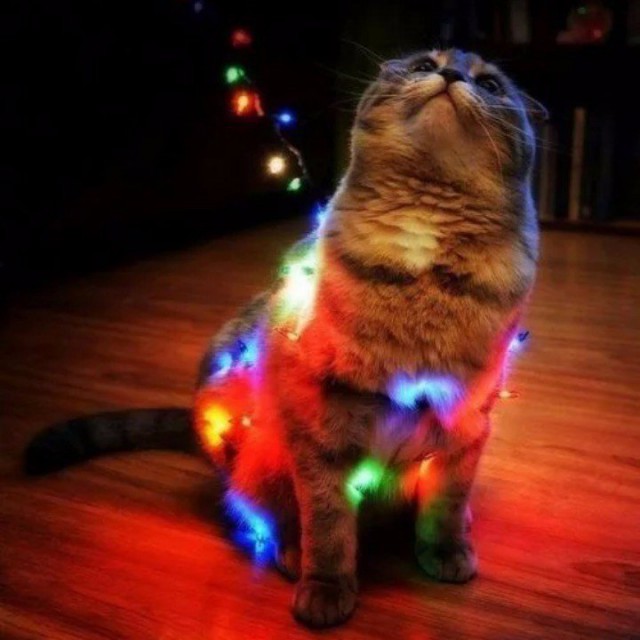 Коты из сети