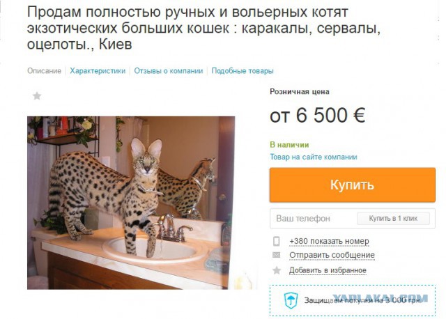 Как кричит маленький каракал