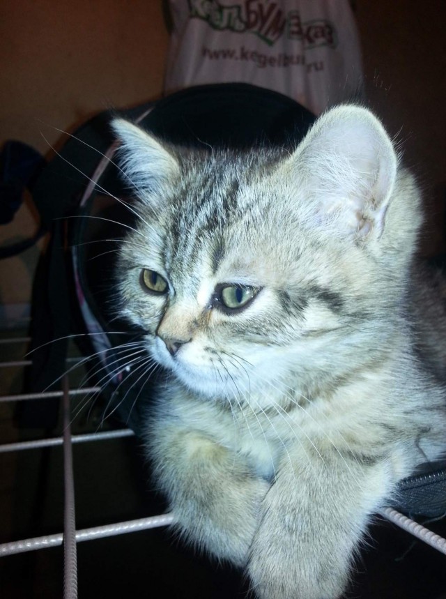 Коты и Кошки