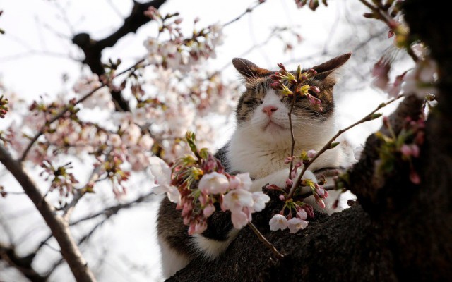 Коты и Кошки