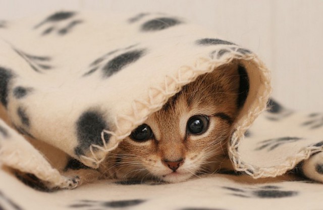 Коты и Кошки