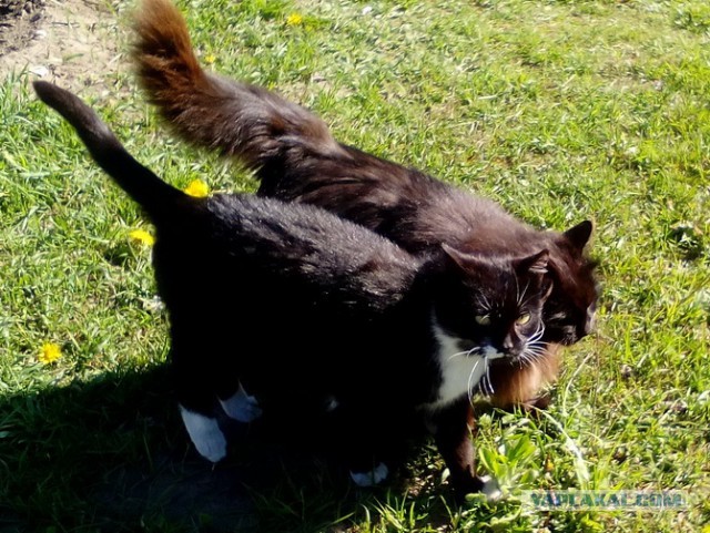 Котовторник