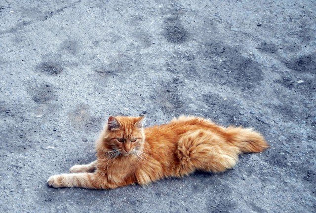 Котовторник 24.10.2017